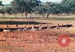 Image 1re Division des Marines des États-Unis Australie, 1943, de la seconde 30 séquences d'archives historiques vidéo 65675064081