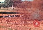 Image 1re Division des Marines des États-Unis Australie, 1943, de la seconde 35 séquences d'archives historiques vidéo 65675064081
