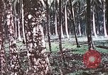 Image of 5th Marine Regiment Russell islands Solomon Islands, 1944, second 32 stock footage video 65675064090