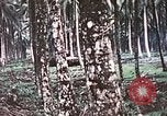 Image of 5th Marine Regiment Russell islands Solomon Islands, 1944, second 35 stock footage video 65675064090