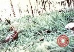 Image of 5th Marine Regiment Russell islands Solomon Islands, 1944, second 37 stock footage video 65675064090