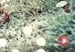 Image of 5th Marine Regiment Russell islands Solomon Islands, 1944, second 38 stock footage video 65675064090