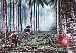 Image of 5th Marine Regiment Russell islands Solomon Islands, 1944, second 55 stock footage video 65675064090