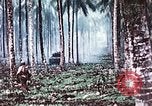 Image of 5th Marine Regiment Russell islands Solomon Islands, 1944, second 56 stock footage video 65675064090