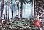 Image of 5th Marine Regiment Russell islands Solomon Islands, 1944, second 57 stock footage video 65675064090