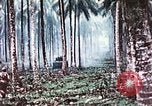 Image of 5th Marine Regiment Russell islands Solomon Islands, 1944, second 58 stock footage video 65675064090