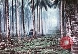 Image of 5th Marine Regiment Russell islands Solomon Islands, 1944, second 60 stock footage video 65675064090