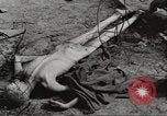 Image of General Eisenhower visits the Ohrdruf Nazi concentration camp Germany, 1945, second 62 stock footage video 65675064108