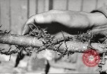 Image of victims demonstrate Belgium, 1945, second 48 stock footage video 65675064115