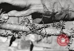 Image of victims demonstrate Belgium, 1945, second 49 stock footage video 65675064115