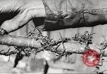 Image of victims demonstrate Belgium, 1945, second 50 stock footage video 65675064115