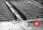 Image of Dachau Concentration Camp Germany, 1945, second 35 stock footage video 65675064126