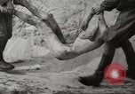 Image le camp de concentration de Bergen-Belsen Allemagne, 1945, de la seconde 44 séquences d'archives historiques vidéo 65675064130