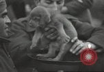 Image of French soldiers France, 1939, second 15 stock footage video 65675064167