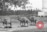 Image of Jewish worker Palestine, 1945, second 31 stock footage video 65675064283