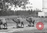 Image of Jewish worker Palestine, 1945, second 32 stock footage video 65675064283