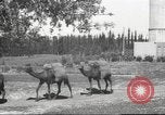 Image of Jewish worker Palestine, 1945, second 33 stock footage video 65675064283