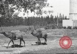 Image of Jewish worker Palestine, 1945, second 34 stock footage video 65675064283