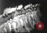 Immagine di Rockettes New York City USA, 1937, secondo 30 filmato di repertorio 65675064293