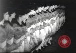 Immagine di Rockettes New York City USA, 1937, secondo 34 filmato di repertorio 65675064293