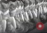 Image of Rockettes New York City USA, 1937, second 31 stock footage video 65675064294