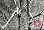 Image of Civilian Conservation Corps United States USA, 1939, second 46 stock footage video 65675064310