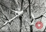 Image of Civilian Conservation Corps United States USA, 1939, second 47 stock footage video 65675064310