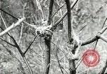 Image of Civilian Conservation Corps United States USA, 1939, second 48 stock footage video 65675064310