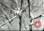 Image of Civilian Conservation Corps United States USA, 1939, second 49 stock footage video 65675064310