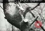Image of Civilian Conservation Corps United States USA, 1939, second 50 stock footage video 65675064310