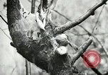 Image of Civilian Conservation Corps United States USA, 1939, second 52 stock footage video 65675064310