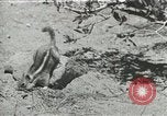 Image of Civilian Conservation Corps United States USA, 1939, second 1 stock footage video 65675064317