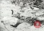 Image of Civilian Conservation Corps United States USA, 1939, second 30 stock footage video 65675064317