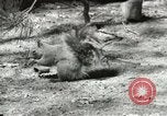 Image of Civilian Conservation Corps United States USA, 1939, second 36 stock footage video 65675064317