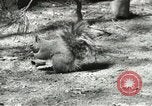 Image of Civilian Conservation Corps United States USA, 1939, second 37 stock footage video 65675064317
