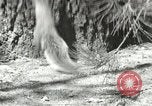 Image of Civilian Conservation Corps United States USA, 1939, second 38 stock footage video 65675064317
