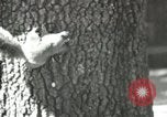 Image of Civilian Conservation Corps United States USA, 1939, second 39 stock footage video 65675064317