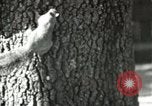 Image of Civilian Conservation Corps United States USA, 1939, second 40 stock footage video 65675064317