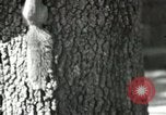 Image of Civilian Conservation Corps United States USA, 1939, second 41 stock footage video 65675064317