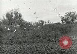 Image of Civilian Conservation Corps United States USA, 1939, second 43 stock footage video 65675064317