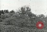 Image of Civilian Conservation Corps United States USA, 1939, second 46 stock footage video 65675064317