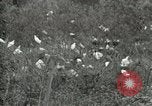 Image of Civilian Conservation Corps United States USA, 1939, second 48 stock footage video 65675064317