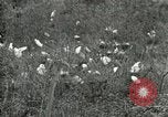 Image of Civilian Conservation Corps United States USA, 1939, second 50 stock footage video 65675064317