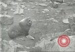 Image of fur industry Alaska USA, 1930, second 50 stock footage video 65675064355
