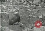 Image of fur industry Alaska USA, 1930, second 52 stock footage video 65675064355