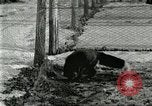 Immagine di Industria Conciaria United States USA, 1930, secondo 38 filmato di repertorio 65675064358