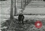 Immagine di Industria Conciaria United States USA, 1930, secondo 40 filmato di repertorio 65675064358