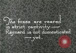 Immagine di Industria Conciaria United States USA, 1930, secondo 50 filmato di repertorio 65675064358