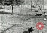 Immagine di Industria Conciaria United States USA, 1930, secondo 52 filmato di repertorio 65675064358