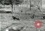 Immagine di Industria Conciaria United States USA, 1930, secondo 59 filmato di repertorio 65675064358